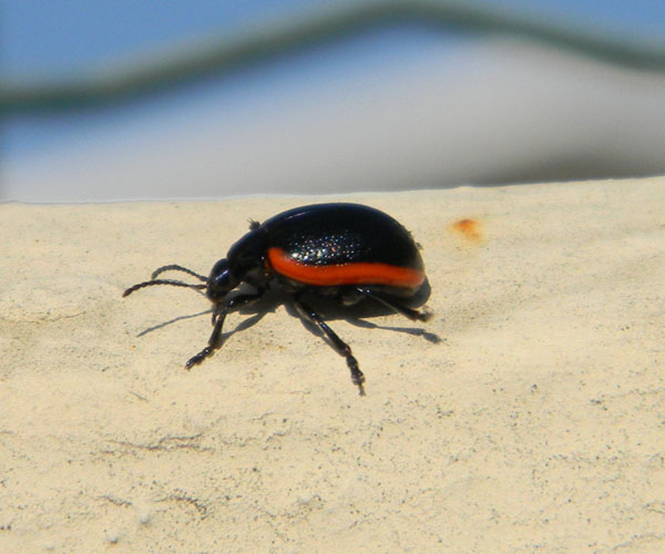 Chrysomela sanguinolenta?